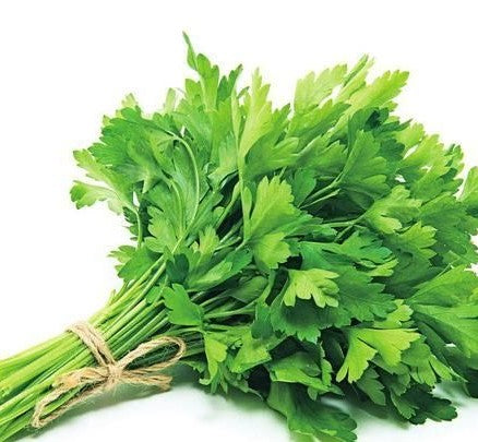 CORIANDER 1 BUNCH